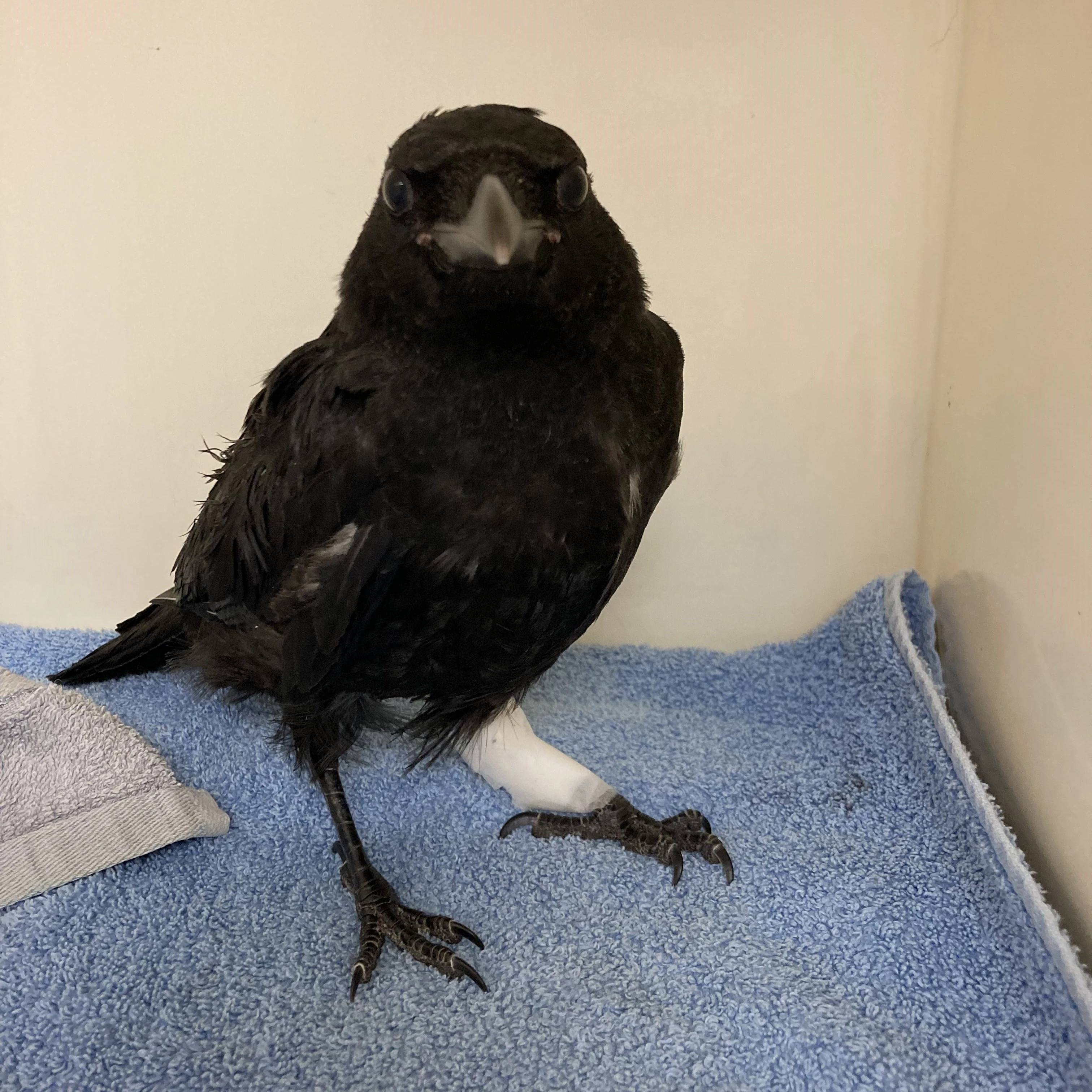 Incident: Morriston Fire Station Crew Help Rescue Crow