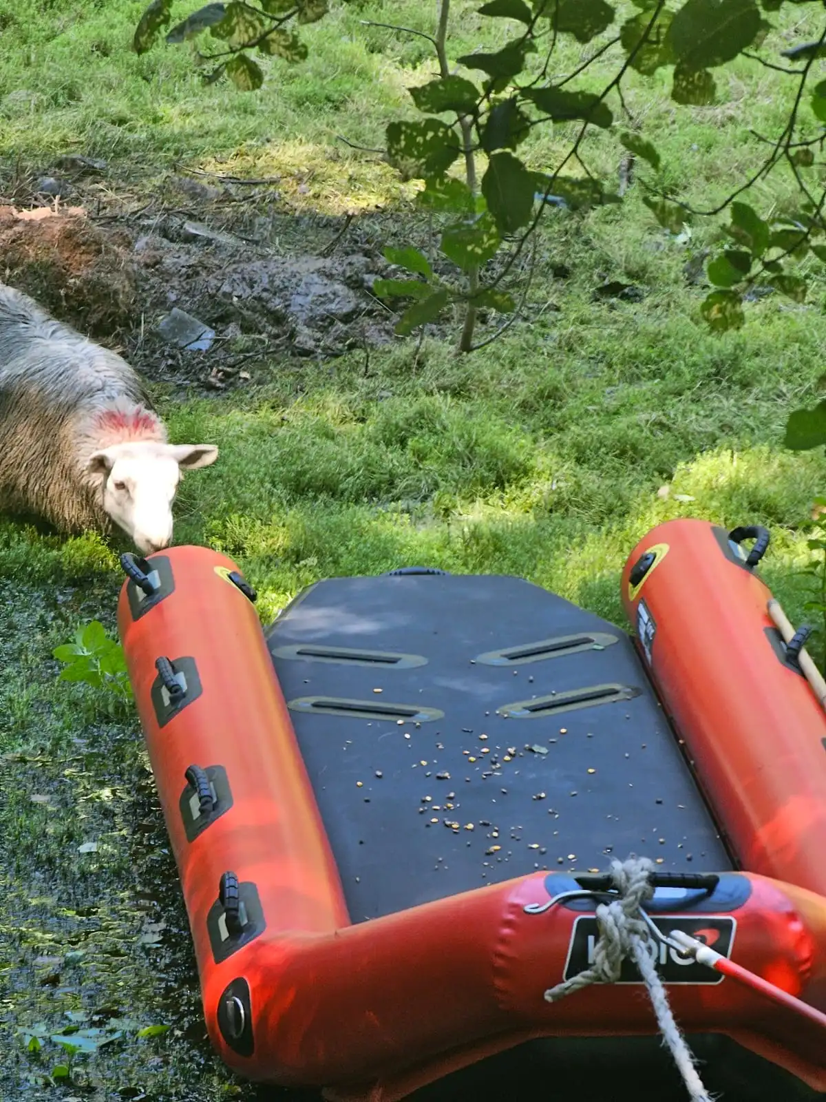 Brecon Sheep Rescue 03